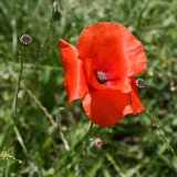 2017-06-24 Common Poppy, Papaver rhoeas - Madresfield Rd by turn to Hall Green