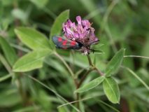 2017-06-26 L69A2176 Five-Spot Burnet, Zygaena trifolii, on Zigzag Clover, Trifolium medium