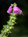 2017-07-13 Foxglove, Digitalis purpurea, South of the Wyche Cutting