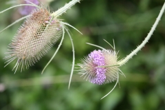 2017-08-07 Wild Teasel, Dipsacus fullonum, St Wulstan's Reserve