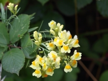 2017-08-07 Common Toadflax, Linaria vulgaris, St Wulstan's Reserve