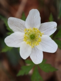 2018-03-26 8863 Wood Anemone, Anemone nemorosa, below the houses above Colwall Coppice