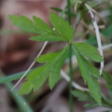 2018-03-26 8864 Wood Anemone Leaf, Anemone nemorosa, below the houses above Colwall Coppice