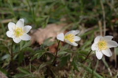 2018-03-26 8865 Wood Anemones, Anemone nemorosa, below the houses above Colwall Coppice