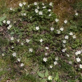 2018-03-26 8868 Wood Anemones, Anemone nemorosa, below the houses above Colwall Coppice