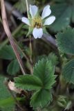 2018-03-26 8870 Barren Strawberry, Potentilla sterilis, Colwall Coppice