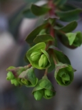 2018-03-26 8871 Wood Spurge, Euphorbia amygdaloides, Colwall Coppice