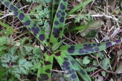 2018-03-26 8872 Early Purple Orchid Leaves and Growing Spike, Orchis mascula, Colwall Coppice