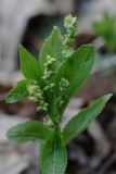 2018-03-26 8875 Dog\'s Mercury (male), Mercurialis perennis, Colwall Coppice