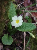 2018-03-26 8876 Primrose, Primula vulgaris, Colwall Coppice