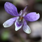 2018-03-26 8883F Early Dog Violet, Viola reichenbachiana, Colwall Coppice