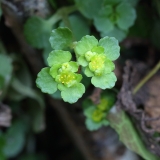 2018-03-26 8888 Opposite-leaved Golden Saxifrage. Chrysosplenium oppositifolium, on the Purlieu