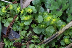 2018-03-26 8896F Opposite-leaved Golden Saxifrage. Chrysosplenium oppositifolium, on the Purlieu