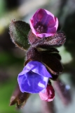 2018-03-26 8904F Lungwort, Pulmonaria officinalis (naturalised), Park Wood