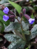 2018-03-26 8905 Lungwort, Pulmonaria officinalis (naturalised), Park Wood