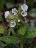 2018-03-26 8906 White Lungwort, Pulmonaria officinalis (naturalised), Park Wood