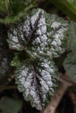 2018-03-26 8907 Leaves of Yellow Archangel, Lamiastrum galeobdolon Ssp argentatum (Naturalised), Park Wood