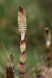 2018-04-06 8927 Fertile shoot of Great Horsetail, Equisetum telmateia