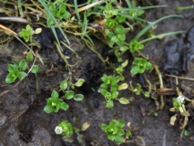 2018-04-14 L69A9020 Perhaps Common Mouse-ear, Cerastium fontanum, in meadow below Semer Water