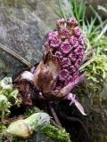 2018-04-14 L69A9243 Butterbur, Petasites hybridus in bud