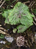 2018-04-14 L69A9244  Butterbur, Petasites hybridus in bud with leaf