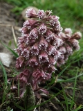 2018-04-14 L69A9245  Butterbur, Petasites hybridus