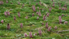 2018-04-14 L69A9246  Butterbur, Petasites hybridus, in wet meadow between Marsett and Stalling Busk