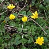 2018-04-14 L69A9311 Lesser Celandine, Ficaria verna