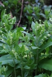 2018-04-15 L69A9318 Dog\'s Mercury, Mercurialis perennis, by Aysgarth High Force