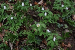 2018-04-15 L69A9331 Wood Anemone, Anemone nemorosa, by Aysgarth Middle Force