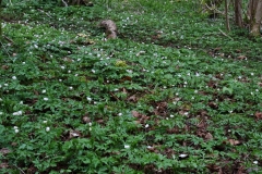 2018-04-15 L69A9333 Wood Anemone, Anemone nemorosa, by Aysgarth Middle Force