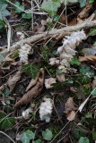 2018-04-15 L69A9349 Toothwort, Lathraea squamaria, under Hazel, by Aysgarth Middle Force