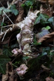 2018-04-15 L69A9350 Toothwort, Lathraea squamaria, under Hazel, by Aysgarth Middle Force