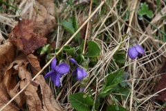 2018-04-15 L69A9359 Common Dog-Violet, Viola riviniana, near Aysgarth Lower Force