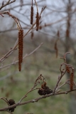 2018-04-15 L69A9360 Alder with Catkins and Cones, Alnus glutinosa, near Aysgarth Lower Force