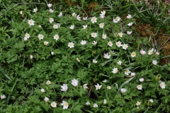 2018-04-15 L69A9365 Wood Anemone, Anemone nemorosa, Freeholders\' Wood, Aysgarth