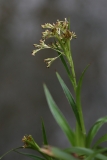 2018-04-16 L69A9419 Hairy Wood-rush, Luzula pilosa