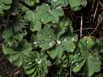 2018-04-16 L69A9422 Lady's Mantle, probably Smooth, Alchemilla glabra