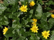 2018-04-16 L69A9423 Lesser Celandine, Ficaria verna