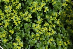 2018-04-16 L69A9424 Opposite-Leaved Golden Saxifrage, Chrysosplenium oppositifolium