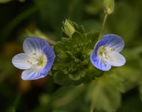 2018-04-23 9504F Common Field Speedwell, Veronica persica