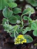 2018-04-23 9535F Black Medick, Medicago lupulina