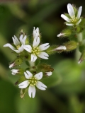 2018-04-23 9544F Common Mouse-ear, Cerastium fontanum