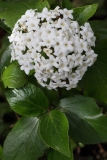 2018-04-23 9558 Wayfaring Tree,Viburnum lanata