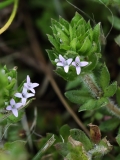 2018-04-23 9570F Field Madder, Sherardia arvensis