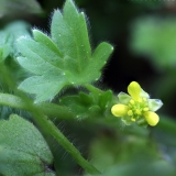 2018-04-23 9577F Small Flowered Buttercup, Ranunculus parviflorus