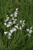 2018-04-23 9587 White Spanish Bluebell, Hyacinthoides hispanica