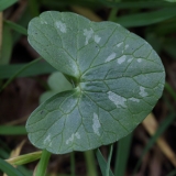 2018-04-23 9596 Leaf of Lesser Celandine, Ficaria verna