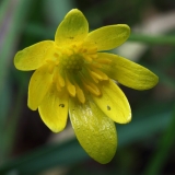 2018-04-23 9605F Lesser Celandine, Ficaria verna