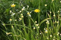 2018-04-23 9608 Few-flowered Garlic, Allium paradoxum